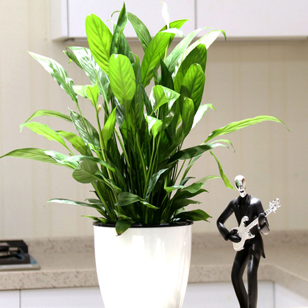 Pot tanaman putih portabel dan - Indoor Herb Garden Kit ulasan dan harga