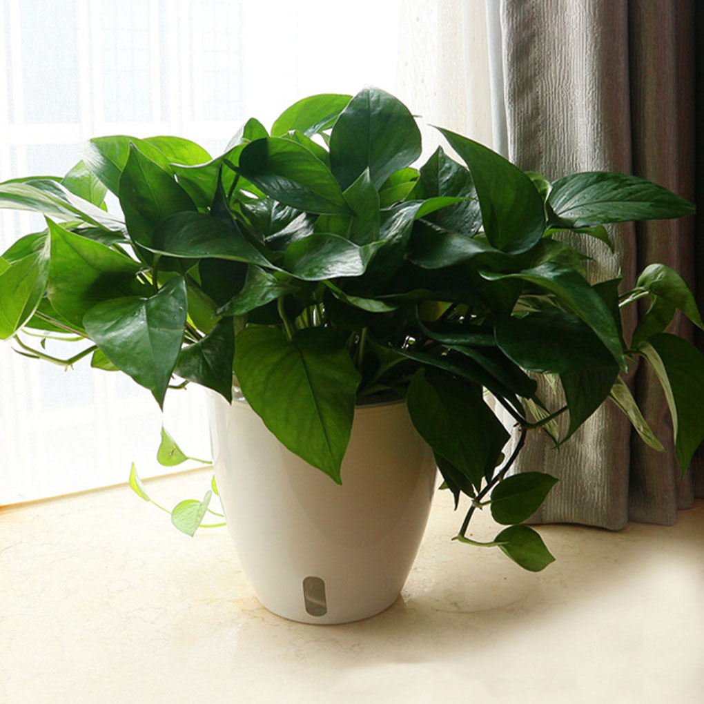 Pot tanaman putih portabel dan - Indoor Herb Garden Kit ulasan dan harga