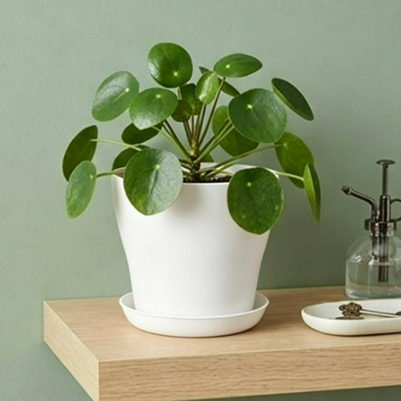 Set Pot Tanaman dengan Lubang  - Indoor Herb Garden Kit ulasan dan harga